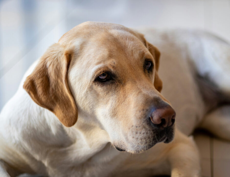 Se ve lo siete chiesti, eccoci: questi sono i motivi per cui al vostro cane brontola la pancia