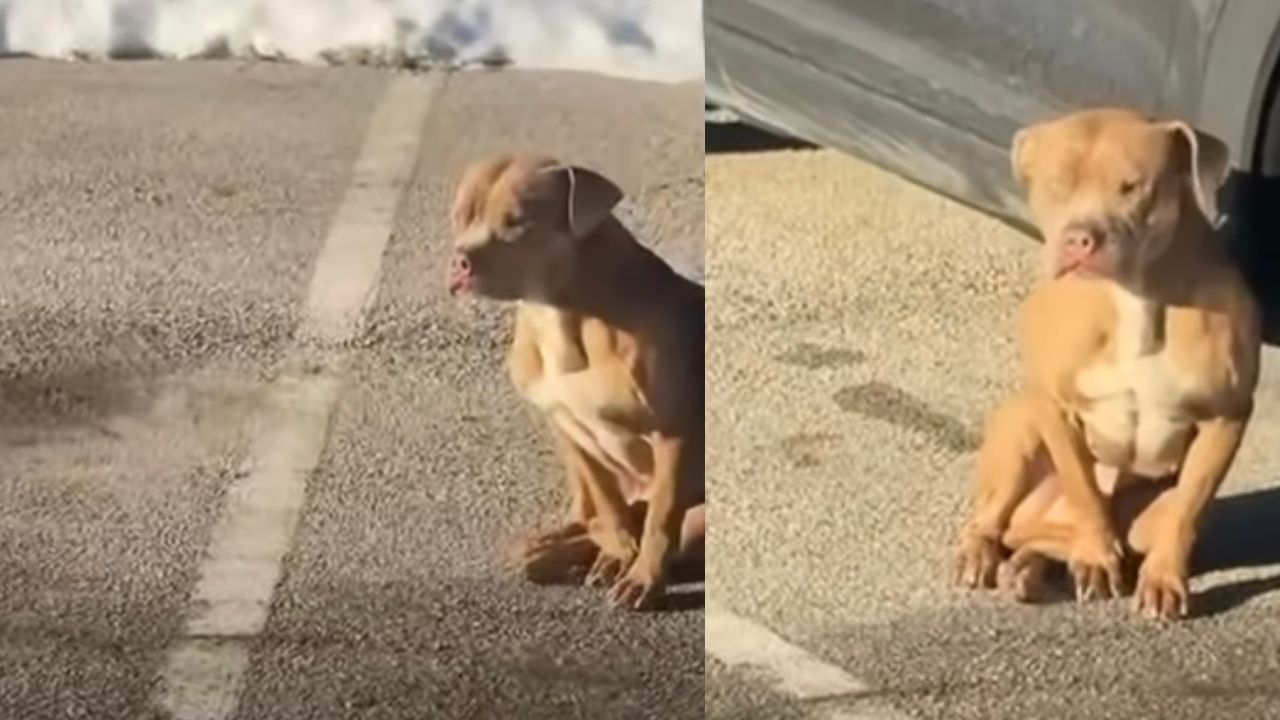 Cane nel parcheggio