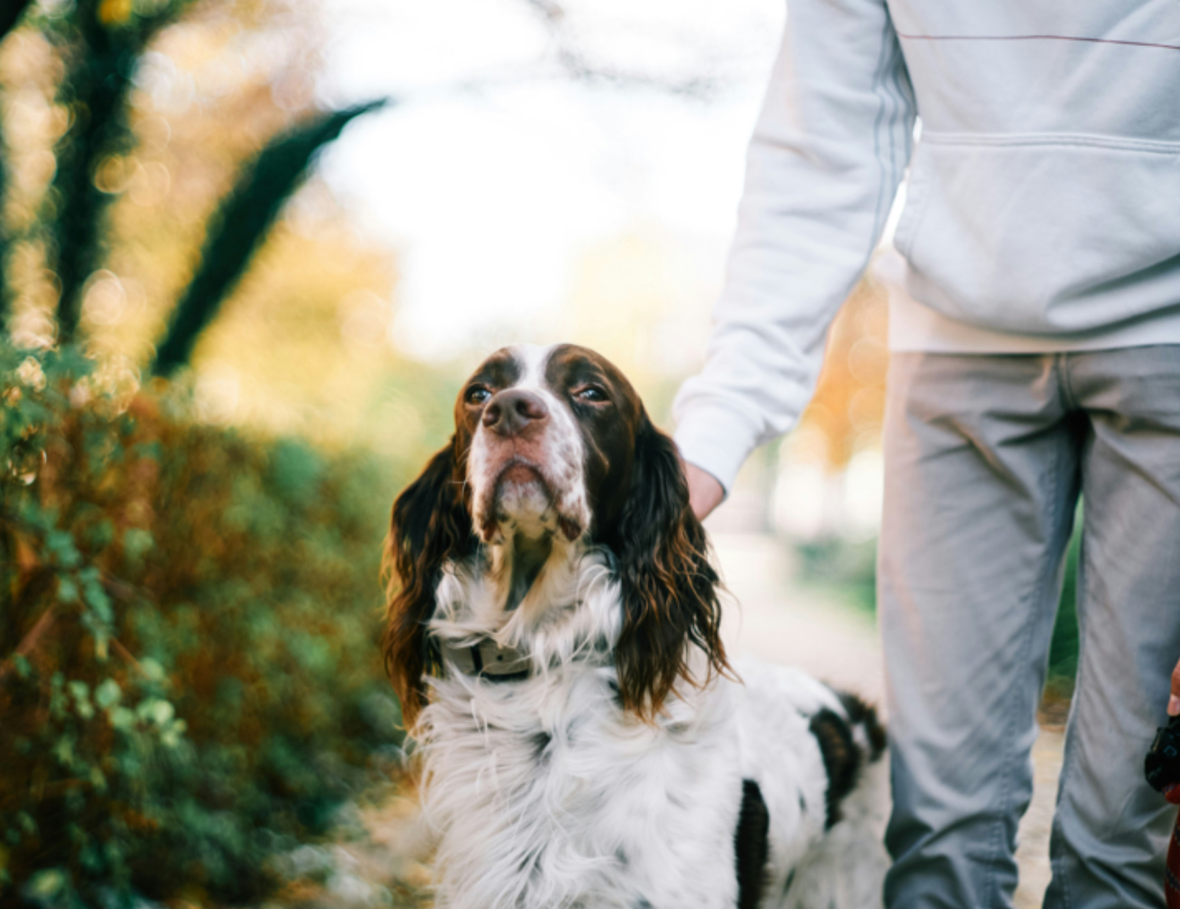 Cane con l’uomo