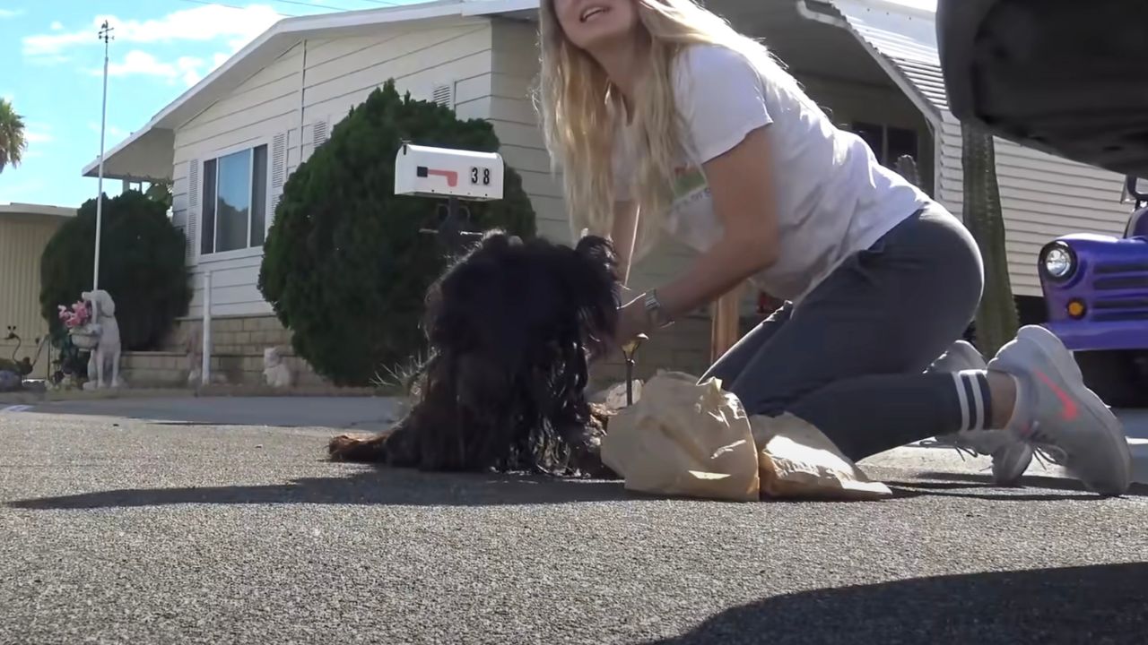 Volontaria si occupa di cagnolina randagia