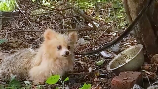 Trascurato e abbandonato: questo povero cane aveva davvero perso tutto – Video