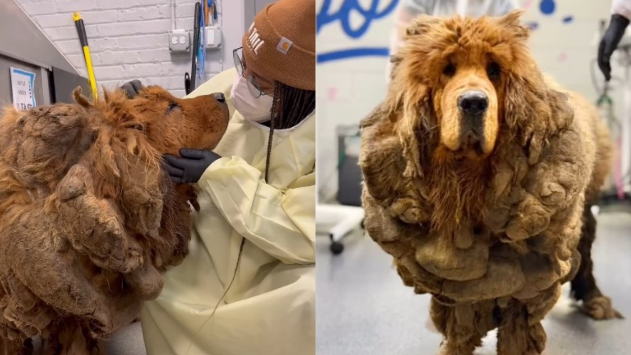 Mastino Tibetano viveva in strada in pessime condizioni