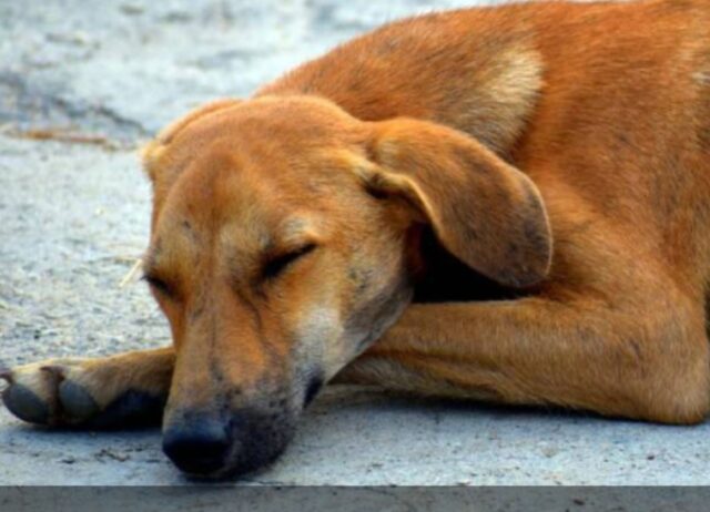 Un cane di 8 anni abbandonato aveva perso ogni speranza, una nuova famiglia cambia le cose