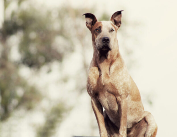 Un estraneo è entrato in casa e il cane lo ha aggredito: cosa può succedere?