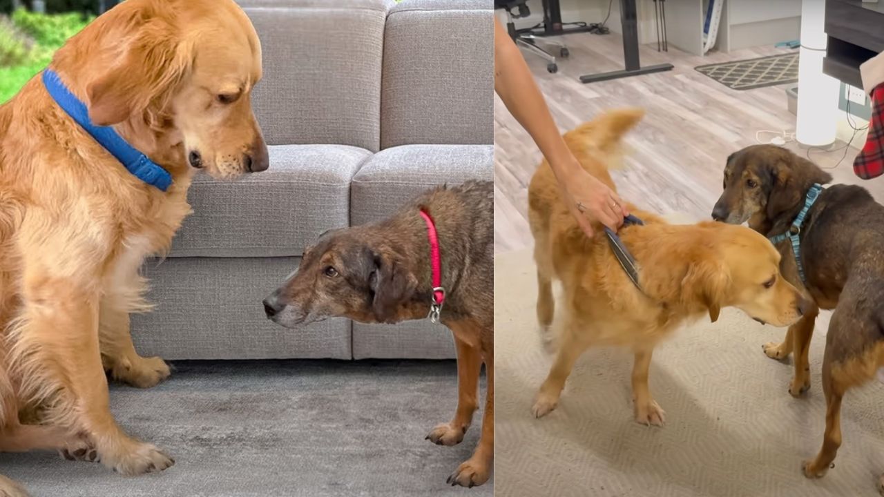 Golden Retriever e cagnolina randagia stringono un legame