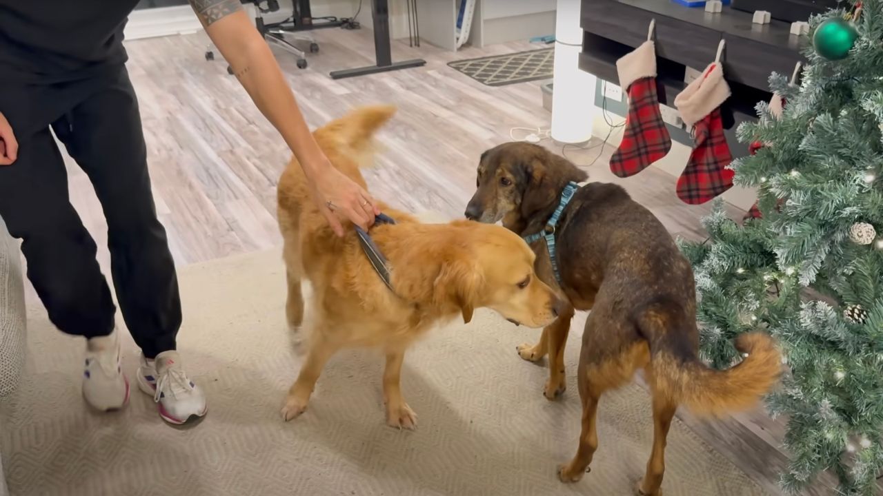 Golden Retriever e cagnolina randagia diventano amici