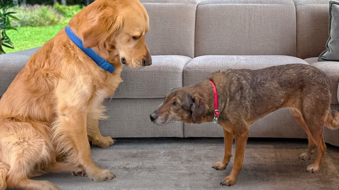 Golden Retriever e cagnolina randagia si incontrano