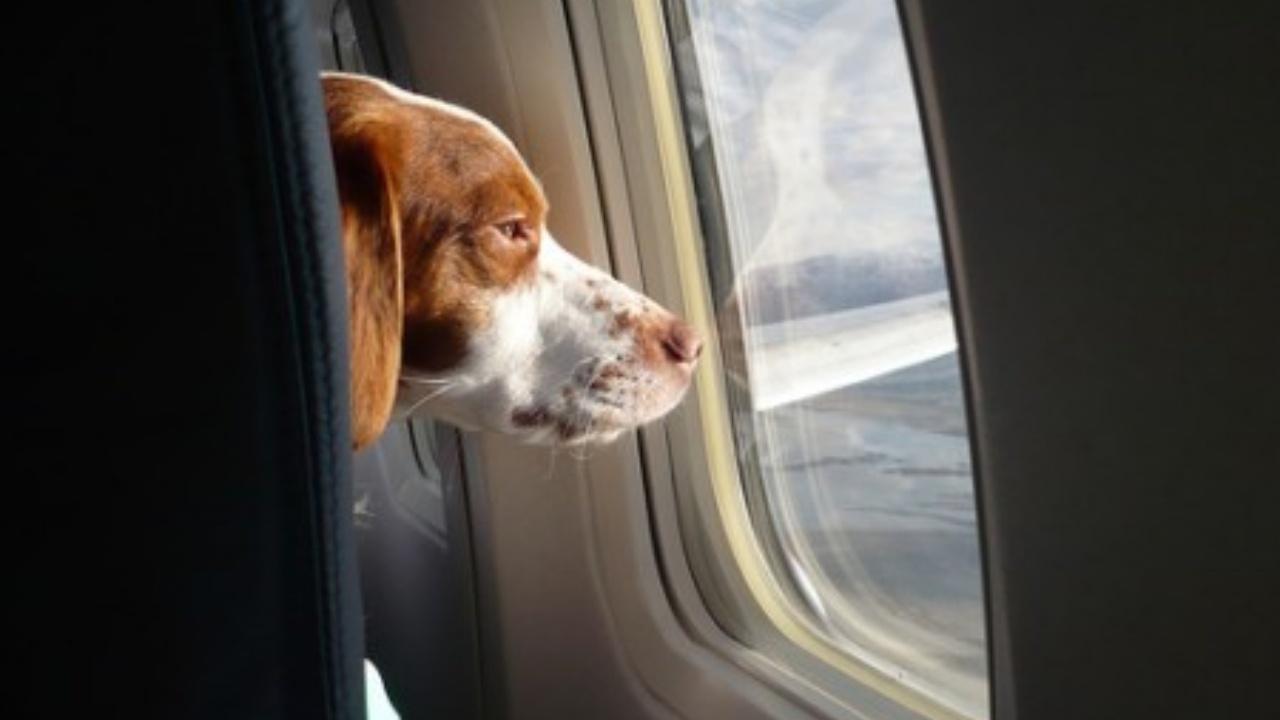 passeggero cambia posto aereo per cane