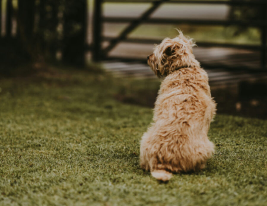 Ve lo siete chiesti anche voi: perché il cane ci mette tanto a decidere dove fare la cacca?