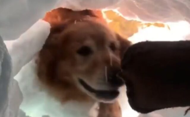 Il Golden Retriever riesce a trasformare un addestramento prezioso per le vite umane in un momento di gioco (VIDEO)