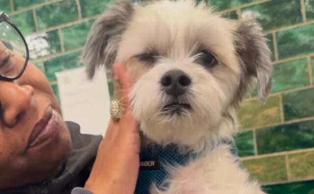 Lo Shih-Tzu incanta tutto il vicinato con la sua gioia dopo solo 48 ore dalla sua adozione (VIDEO)