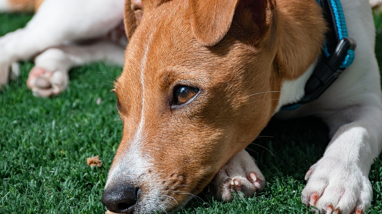 Cane in giardino