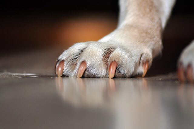 Anziano ha un malore in casa, salvato con il suo cane che non lo ha mai lasciato solo