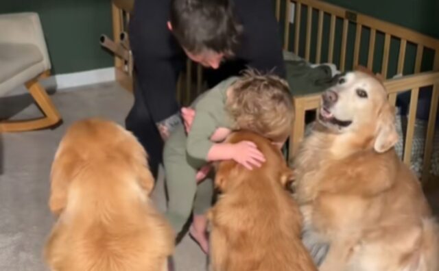 Sì, questi Golden Retriever sono decisamente le baby sitter migliori che potrete mai vedere all’opera (VIDEO)