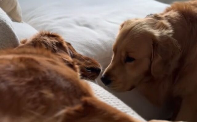 Il Golden Retriever si accorge che la sua sorellina sta facendo un brutto sogno e la sveglia delicatamente (VIDEO)