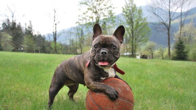 Il Bulldog Francese visita per la prima volta i suoi “nonni” e assume un ruolo davvero carino