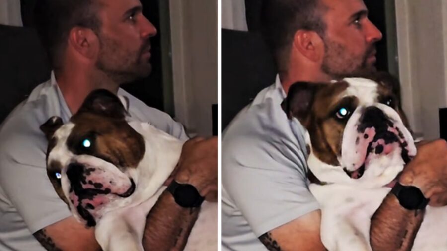 Bulldog inglese con il papà