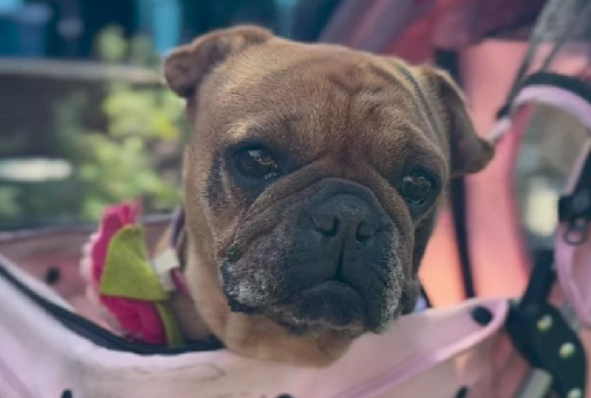 cagnolina ferita