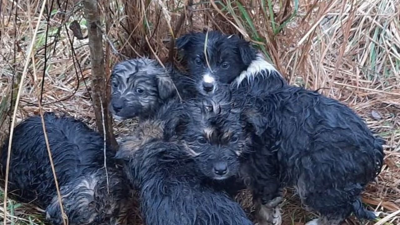 cagnolini abbandonati in montagna