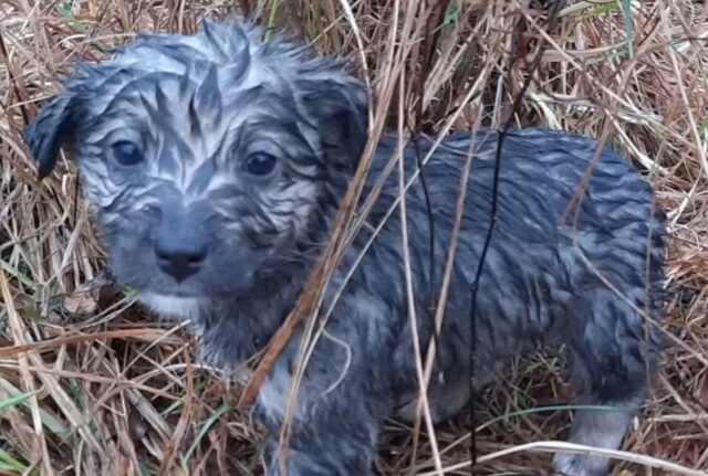 I cuccioli di cane abbandonati in montagna erano affamati, ma finalmente qualcuno è giunto per loro