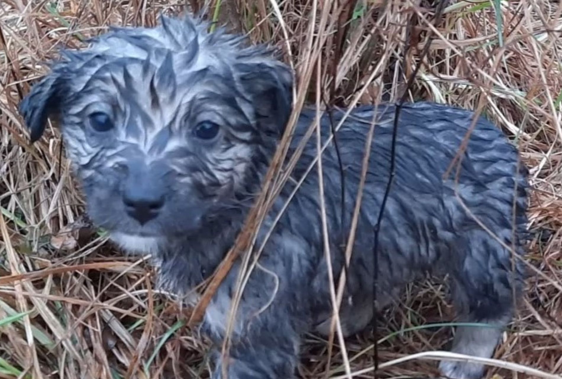 cagnolini abbandonati in montagna