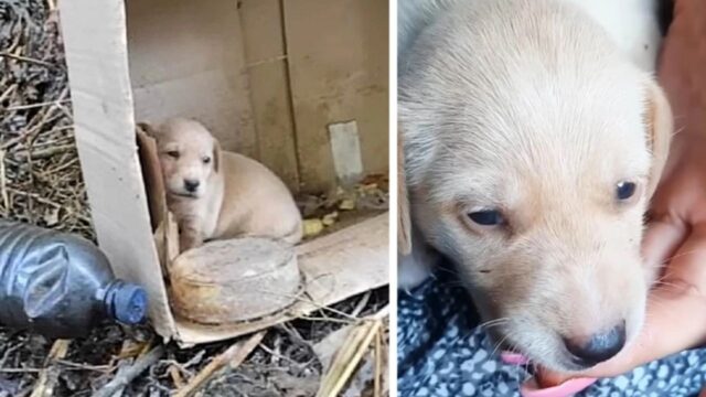 Troppo piccola persino per piangere, questa povera cucciola di cane cercava di sopravvivere senza una mamma