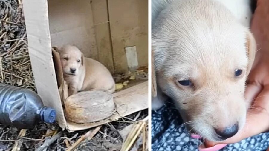 un cagnolino abbandonato