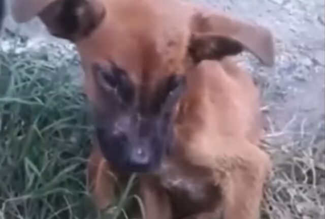 Non si spiegavano come il cagnolino si reggesse in piedi: quello che gli era successo era a dir poco spaventoso