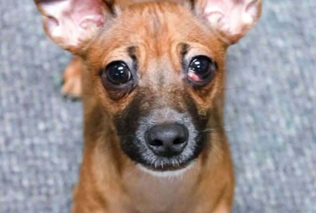 Il cucciolo di cane tornato in canile per la quinta volte prega tutti i visitatori: vuole un’altra possibilità