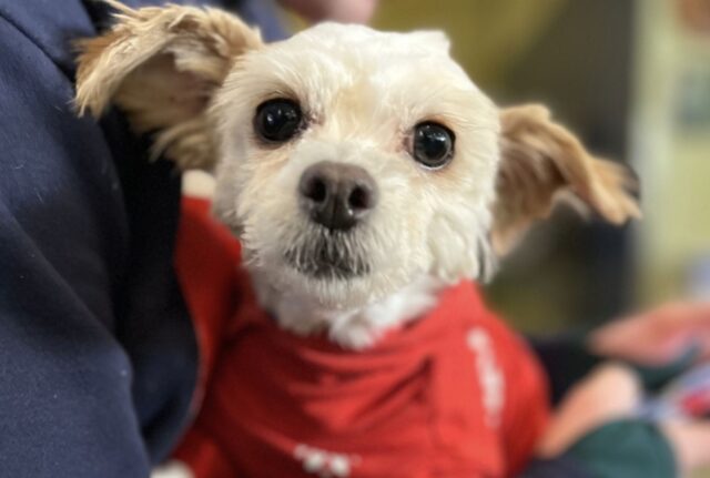 Una donna ha fatto davvero di tutto per salvare questo cane dalla neve e dal gelo più letali