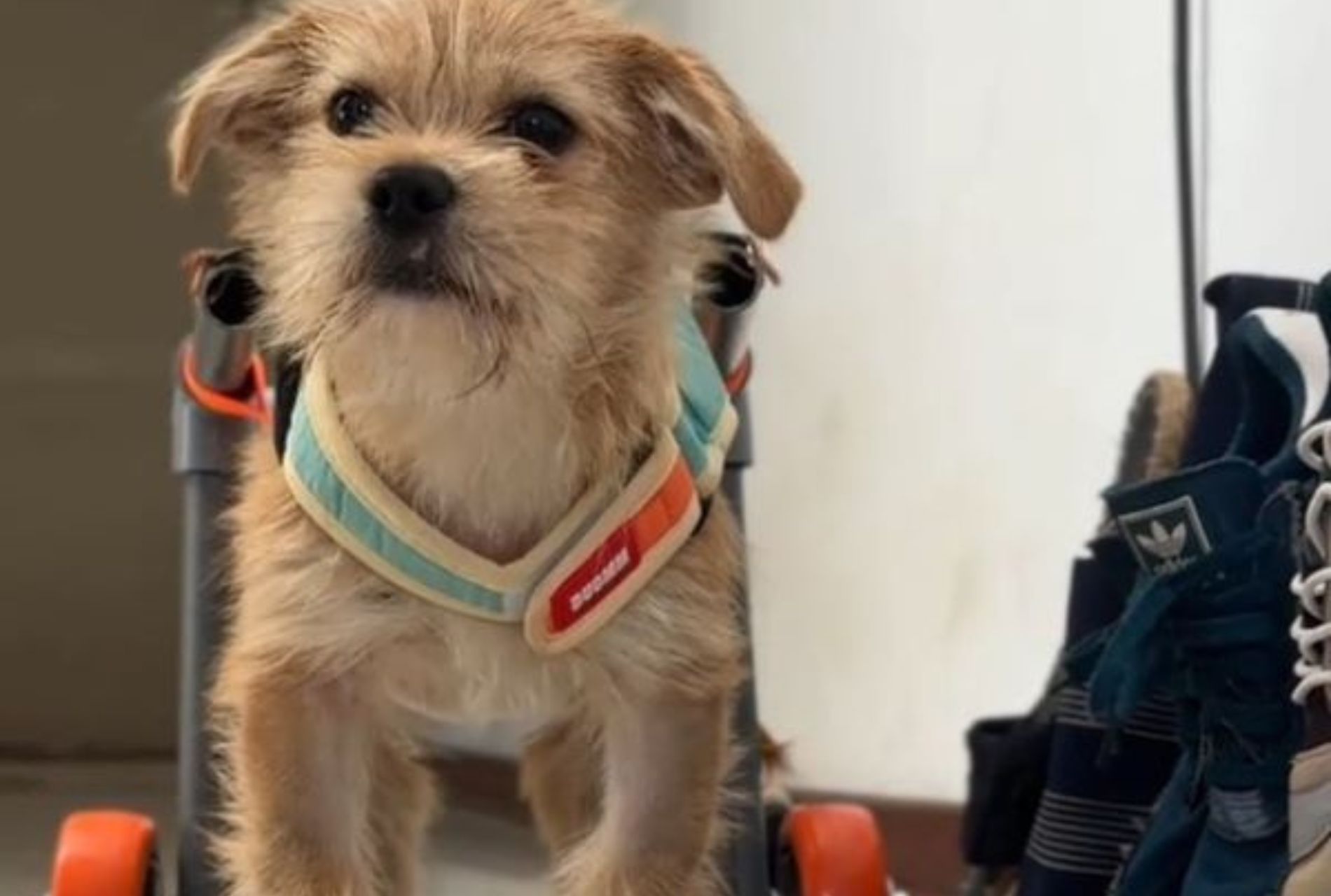 cagnolino su carrellino