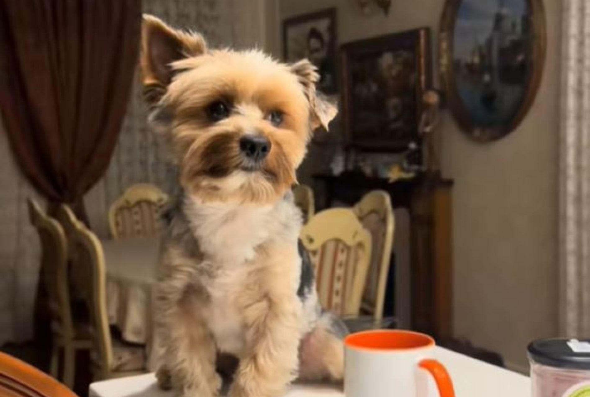 cagnolino torna dalla toeletta