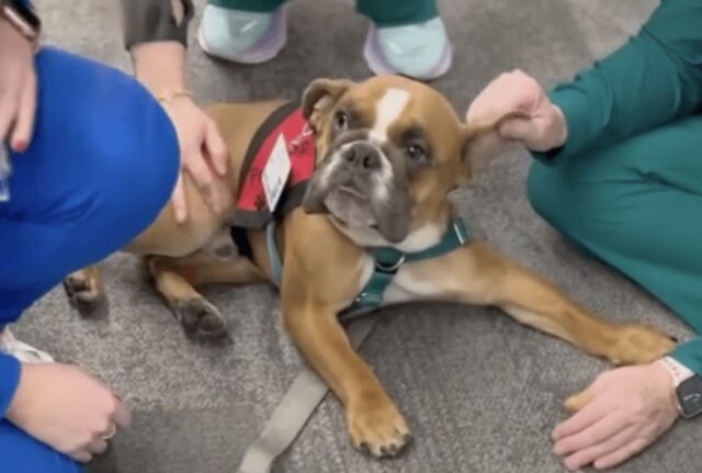 Quando lo ha visto il veterinario ha detto che sarebbe vissuto solo un mese, ma il cagnolino aveva altri piani