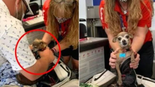 Non credevano ai loro occhi: gli addetti dell’aeroporto hanno trovato questo Chihuahua “infiltrato”