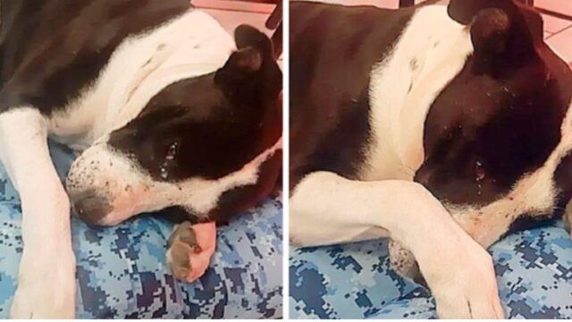 Hanno salvato un cane che era sempre solo stato usato per i combattimenti: lui reagisce così