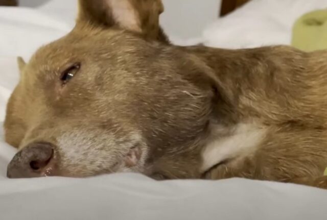 Questo cane a tre zampe, spaventato persino dal contatto visivo, cambia del tutto dopo essere stato salvato