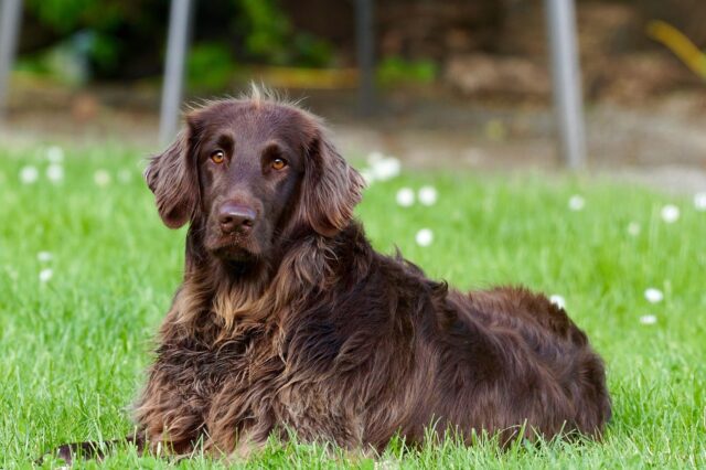 Cane abbandonato al parchetto: proprietario aggredisce chi lo vuole aiutare