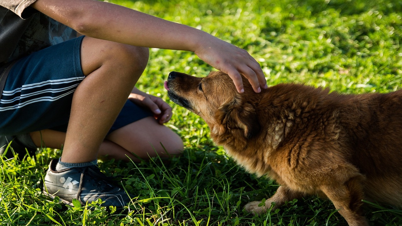 Ragazzo accarezza il cane