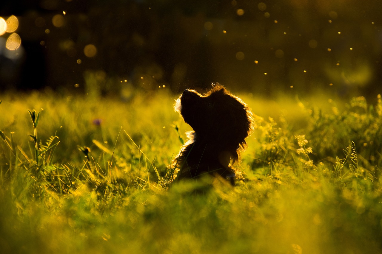 Cane nel giardino