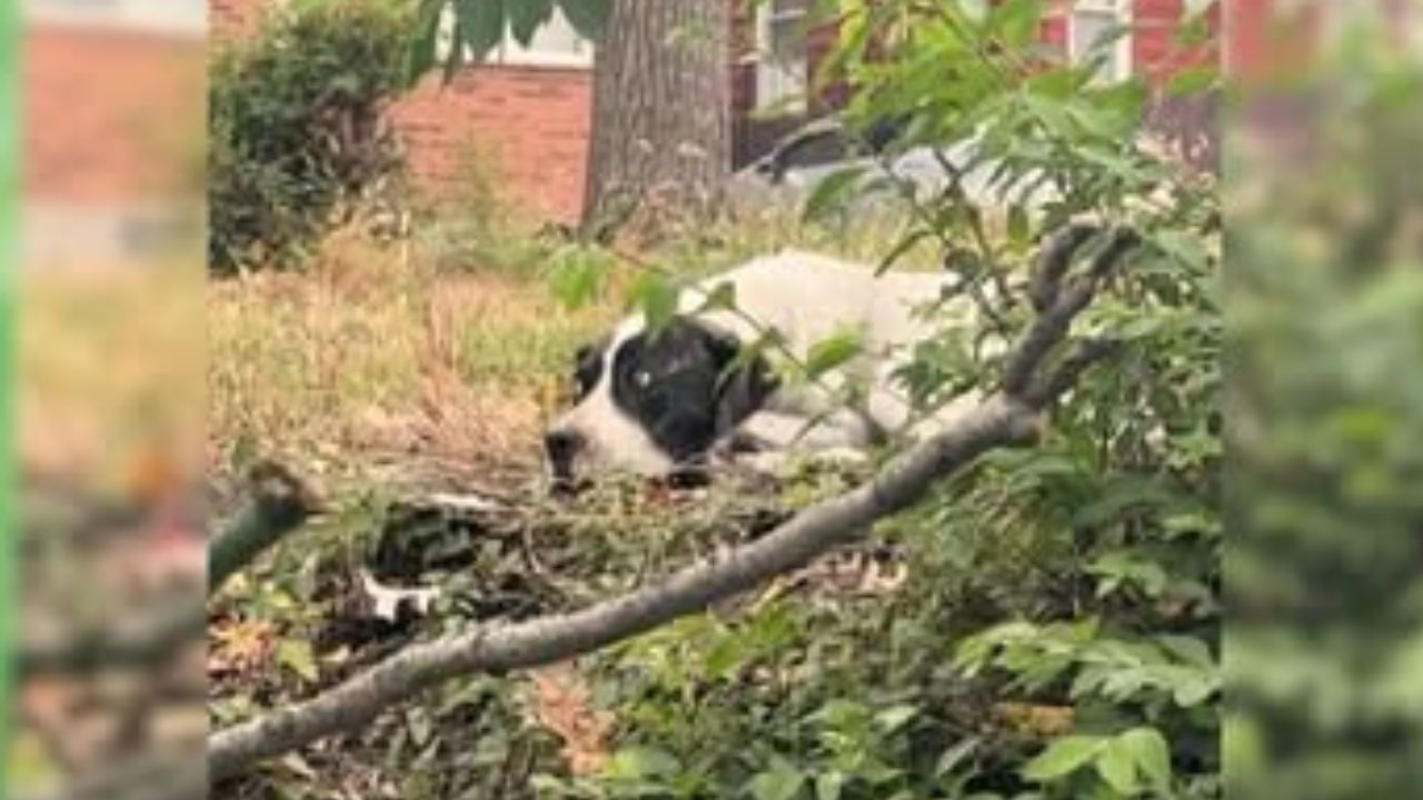 cane bianco e nero