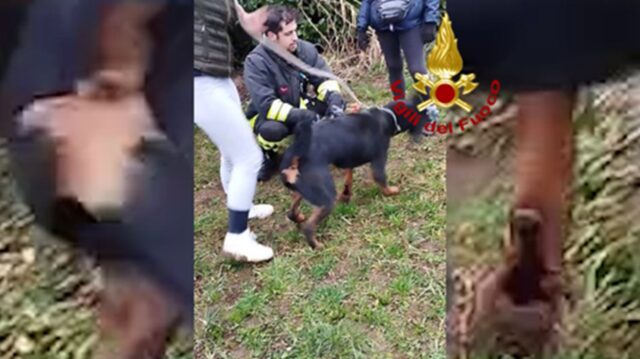 Cane bloccato in un tubo di cemento: i Vigili del Fuoco lo salvano