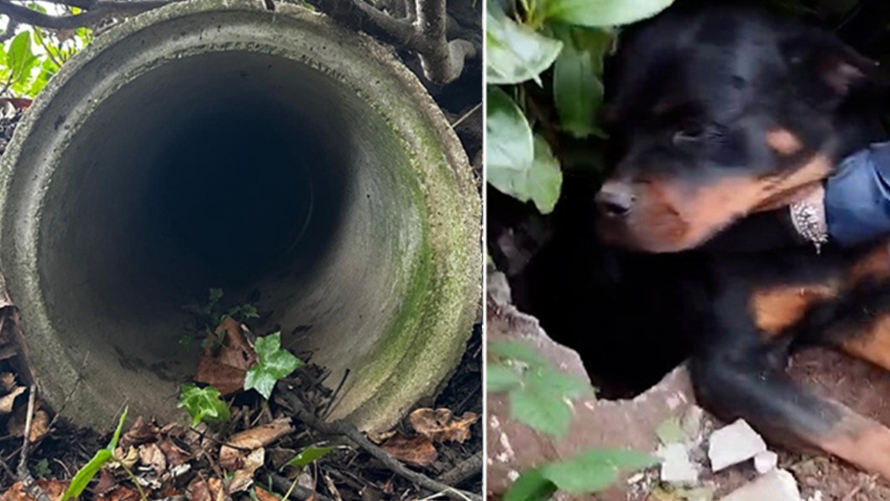 Cane bloccato in un tubo di cemento