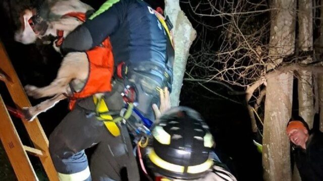 Cane caduto in un dirupo: il salvataggio dei Vigili del Fuoco