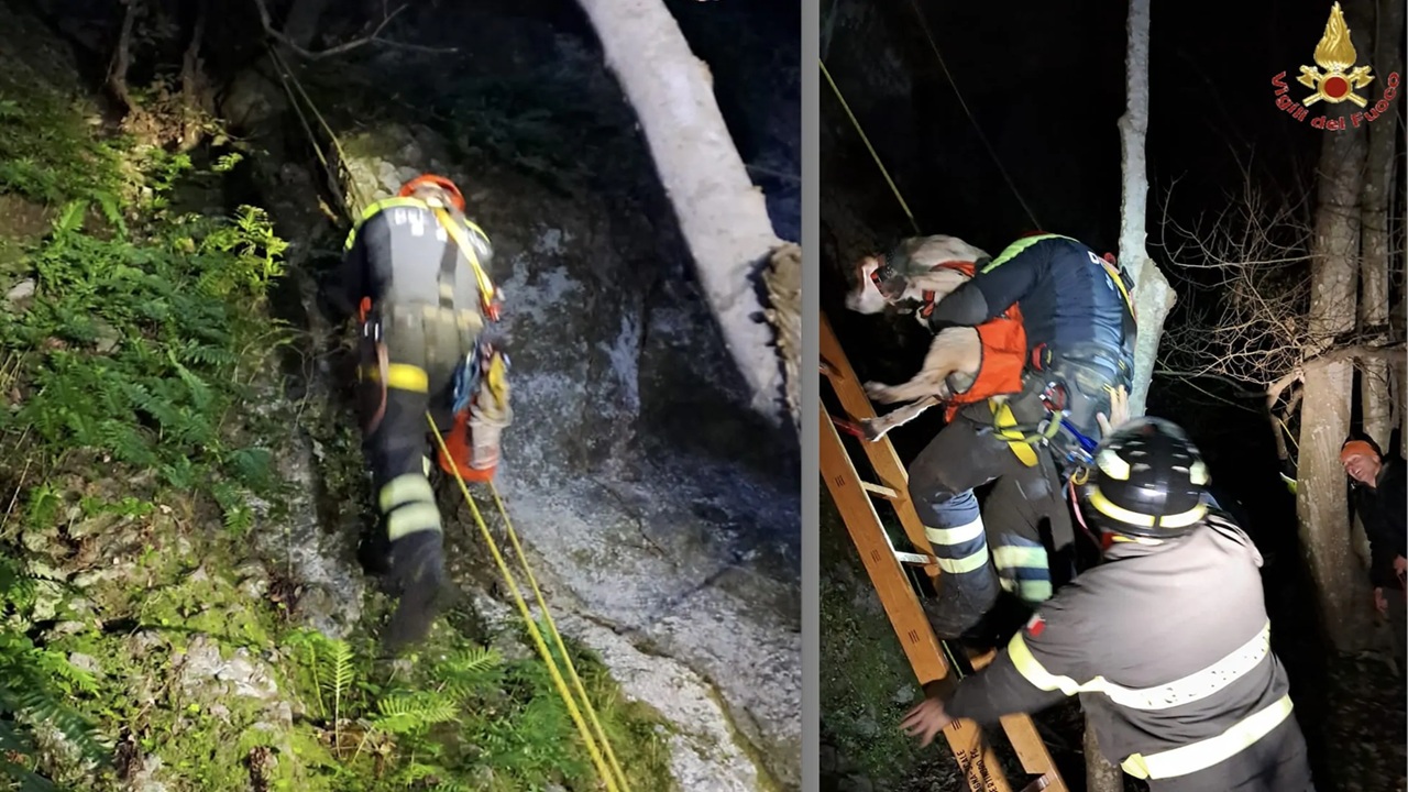 Cane caduto in un dirupo