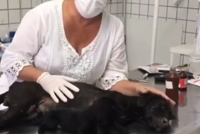 Mamma cane, stanca, ha emesso un urlo straziante: tutti ignoravano il suo dolore e quello del suo cucciolo