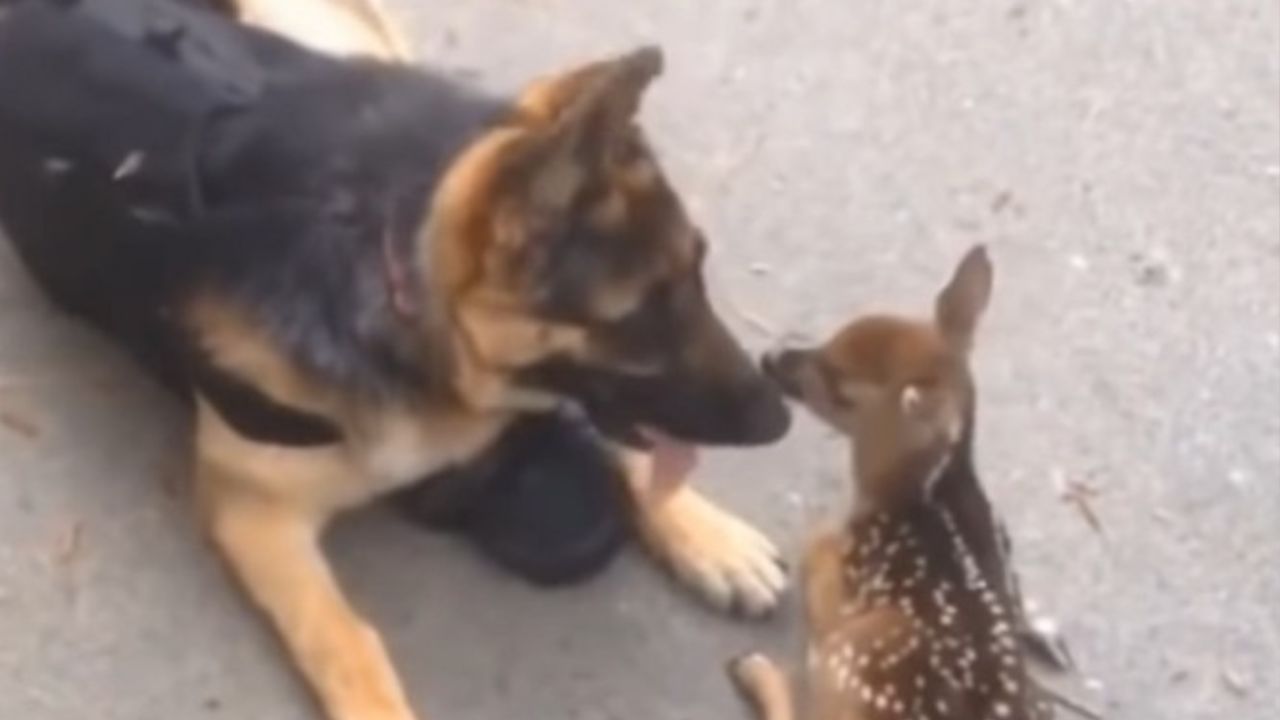 cane con cerbiatto