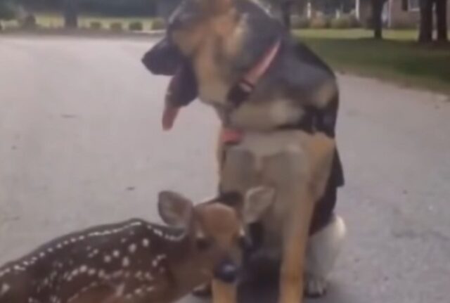 Il piccolo cerbiatto smarrito pensa che il Pastore Tedesco sia la sua mamma e inizia a seguirlo