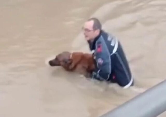 Cane e proprietario bloccati in auto nel sottopasso allagato, il salvataggio