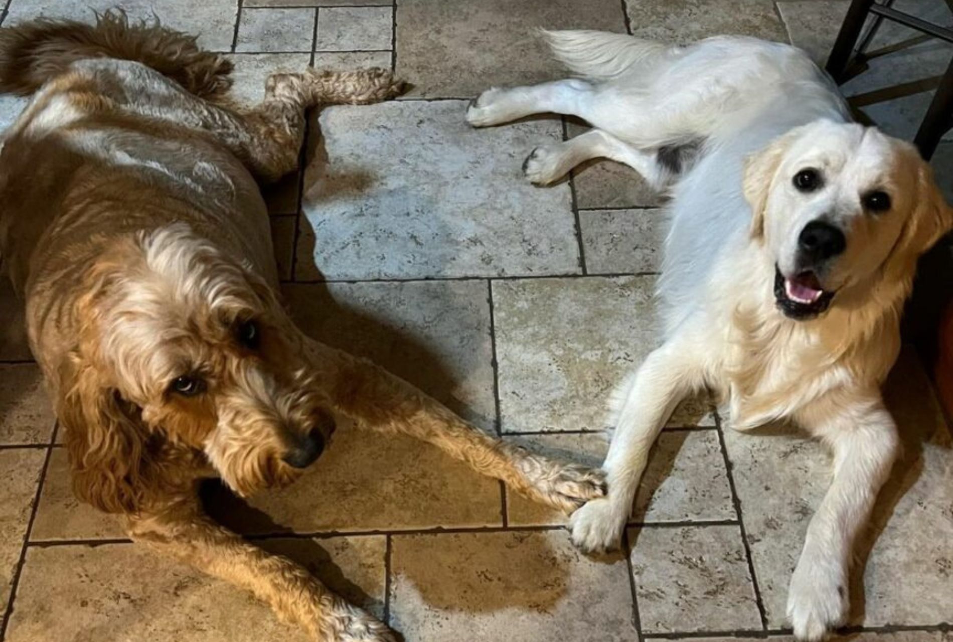 cane golden retriever