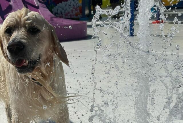 Il dolce Golden Retriever ha un momento di profonda tristezza quando capisce che non c’è più nessuno che gioca con lui